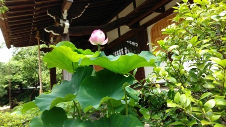 f:id:bzn-a:20170716141119j:image