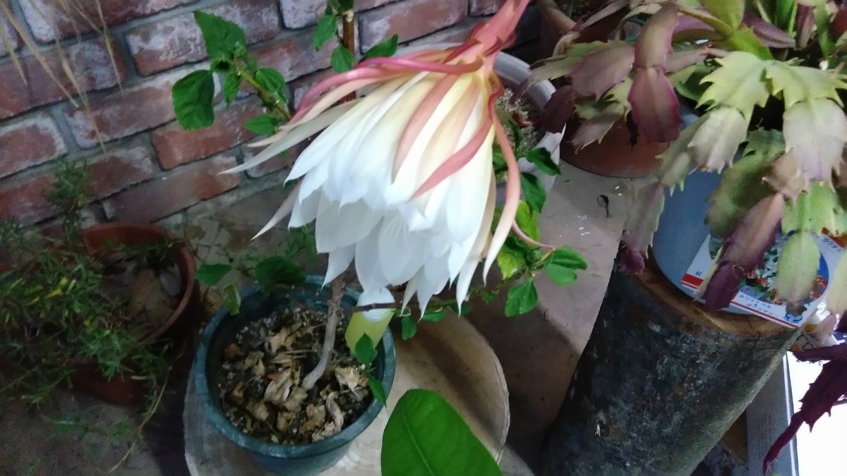 f:id:bzn-a:20190613224852j:plain f:id:bzn-a:20190613224852j:plain
