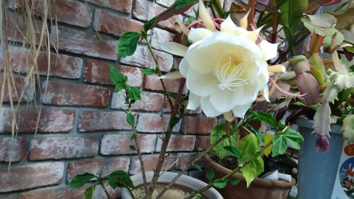 f:id:bzn-a:20190613224904j:plain f:id:bzn-a:20190613224904j:plain