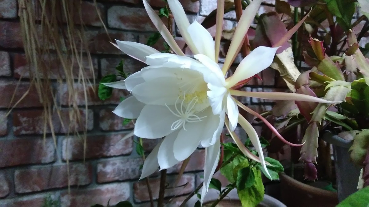 f:id:bzn-a:20190613224914j:plain f:id:bzn-a:20190613224914j:plain