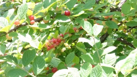 f:id:bzn-a:20200525115349j:plain f:id:bzn-a:20200525115349j:plain