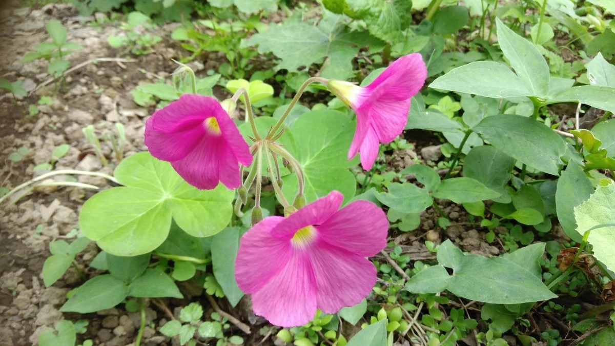 f:id:bzn-a:20201008165918j:plain