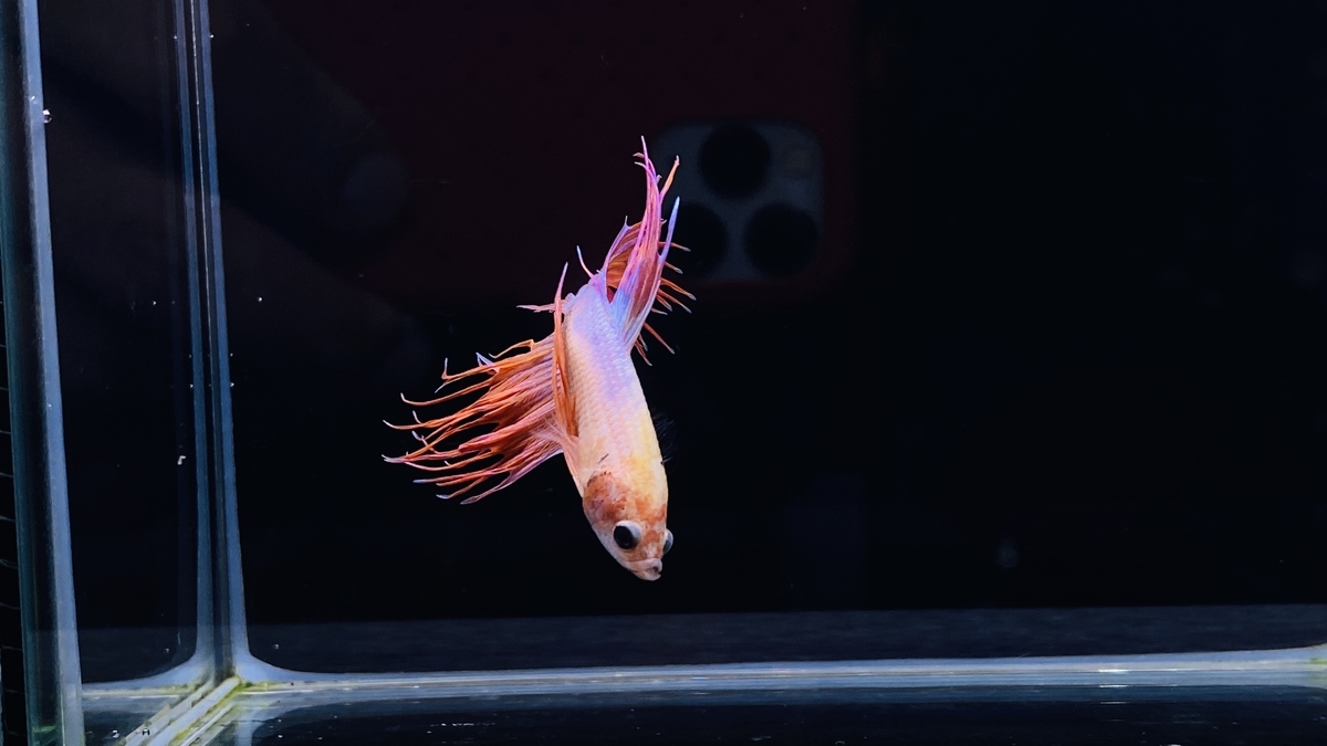 すいそうあそび３日目 瑠璃色金魚 Atelier Mitsuba