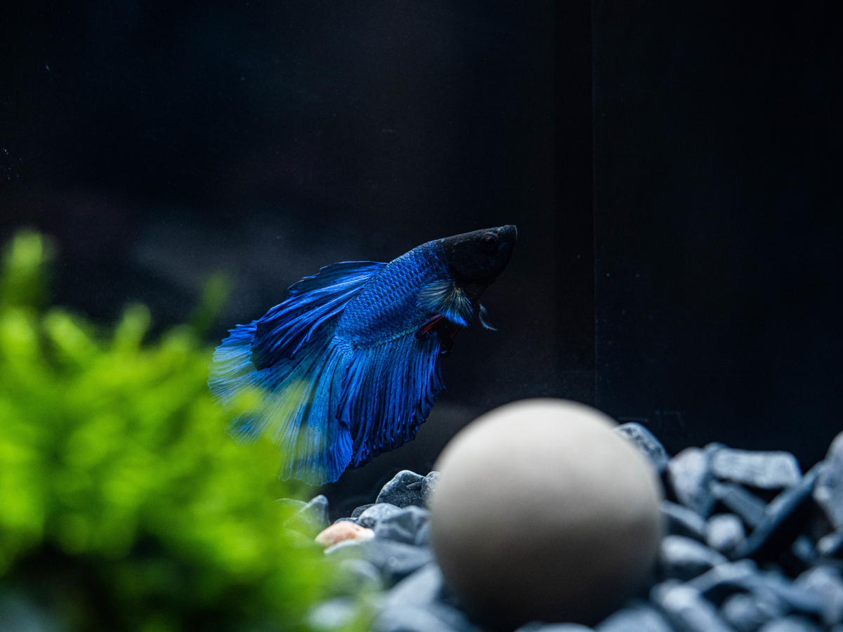 すいそうあそび３日目 瑠璃色金魚 Atelier Mitsuba