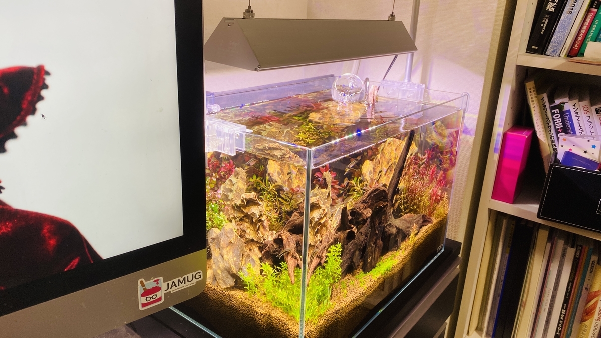 ADAキューブガーデン 45cm 水槽近況 - atelier:mitsuba