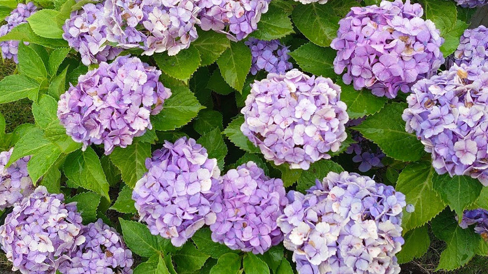 f:id:c-miya:20190707221217j:plain f:id:c-miya:20190707221217j:plain