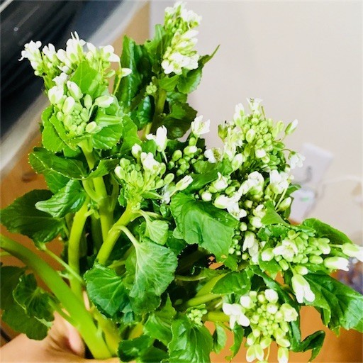 f:id:c-mizukawa:20180413153021j:image