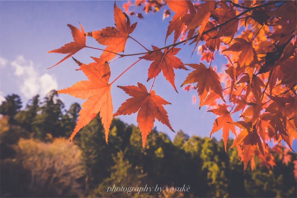 神奈川の紅葉スポット 宮ヶ瀬湖で紅葉撮ってきました Yo Log