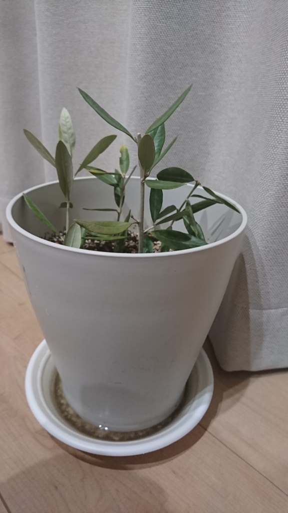 f:id:c-satoko:20180305220340j:plain f:id:c-satoko:20180305220340j:plain