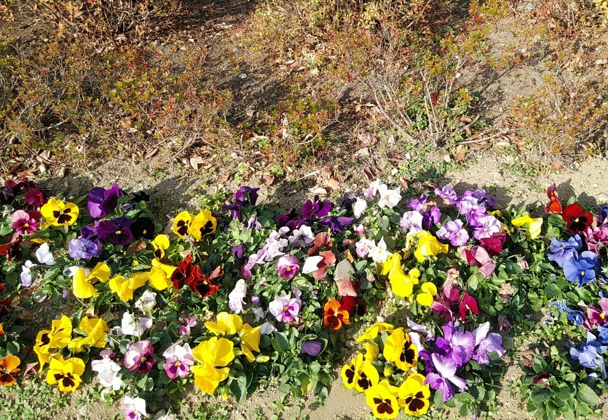 f:id:c117afujiwara:20201213153709j:plain