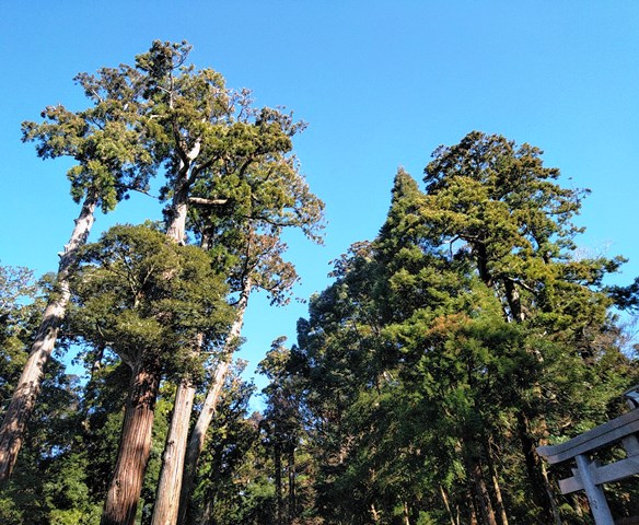 f:id:c117afujiwara:20210606083007j:plain