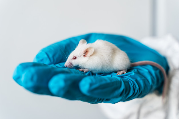 動物実験について考えること 動物実験の克服方法 Life In Berkeley アメリカ大学院留学記 動物実験について考えること 動物実験の克服方法 Life In Berkeley アメリカ大学院留学記