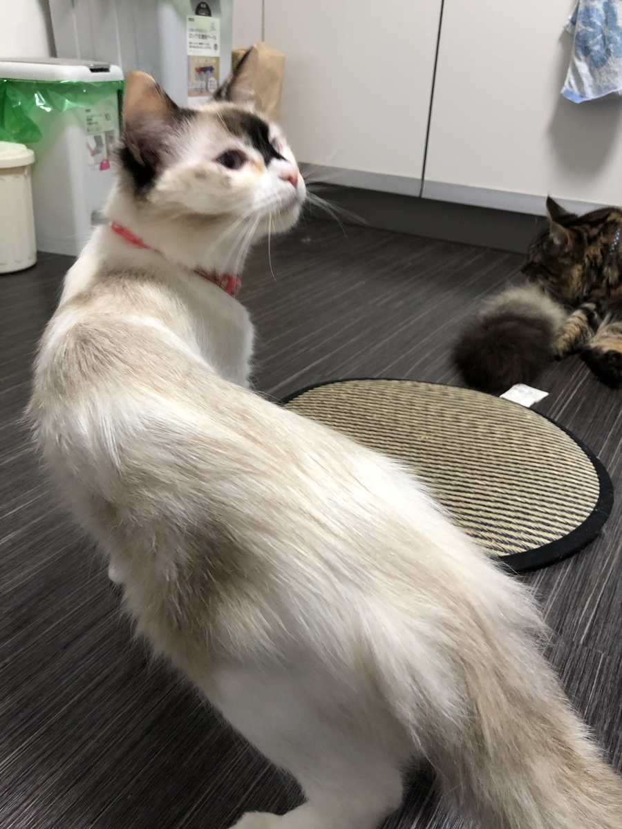 f:id:c2_levy_toan:20190708174442j:plain f:id:c2_levy_toan:20190708174442j:plain