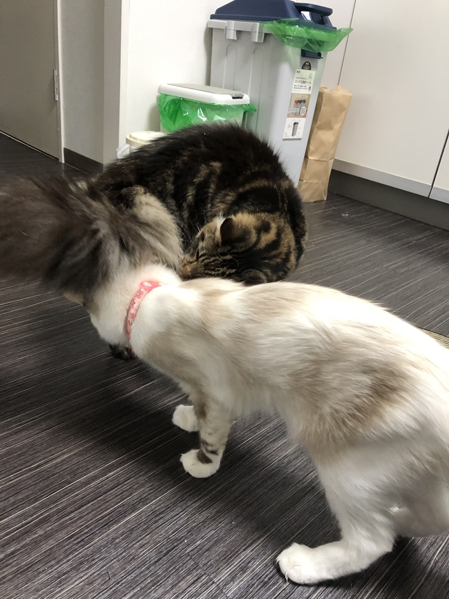 f:id:c2_levy_toan:20190712125559j:plain f:id:c2_levy_toan:20190712125559j:plain