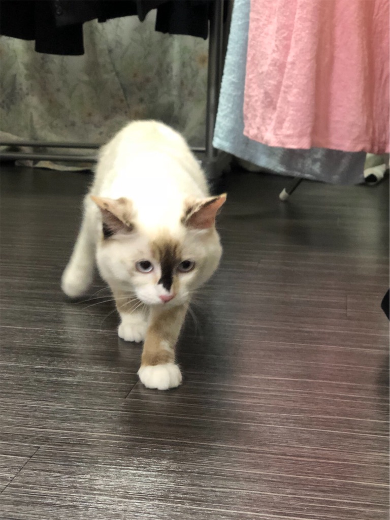 f:id:c2_levy_toan:20190715221142j:image f:id:c2_levy_toan:20190715221142j:image