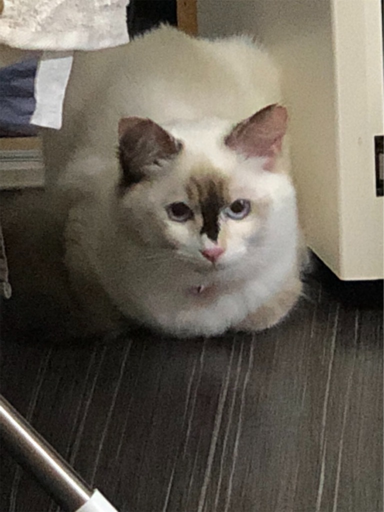 f:id:c2_levy_toan:20190715221227j:image f:id:c2_levy_toan:20190715221227j:image