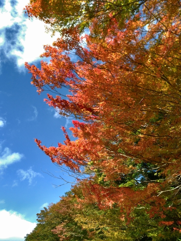 f:id:c6h1o9:20201110152435j:plain