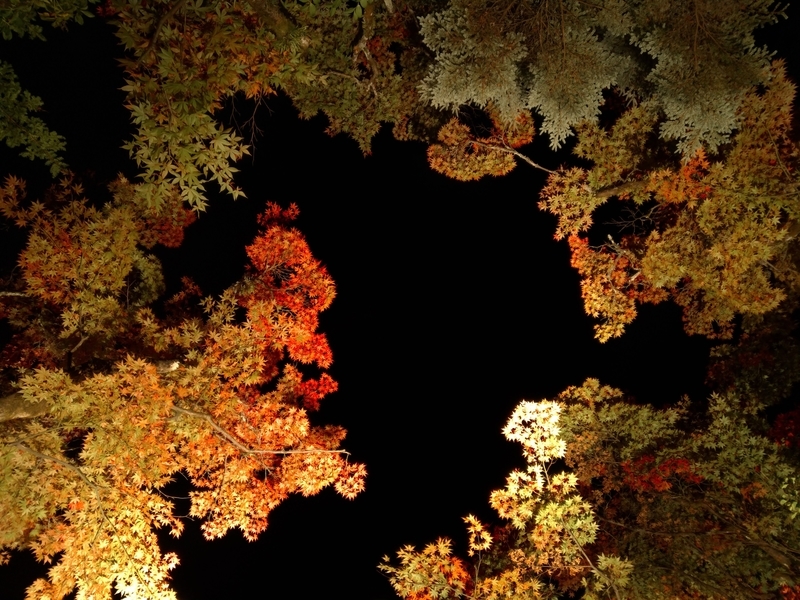 f:id:c6h1o9:20201110211909j:plain