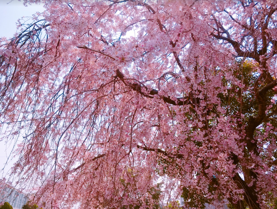 f:id:cMary:20190331224031p:plain