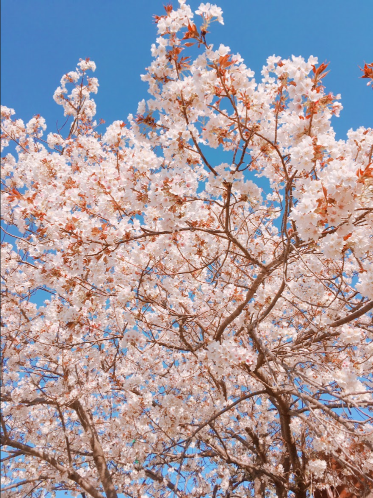 f:id:cMary:20190403235628p:plain