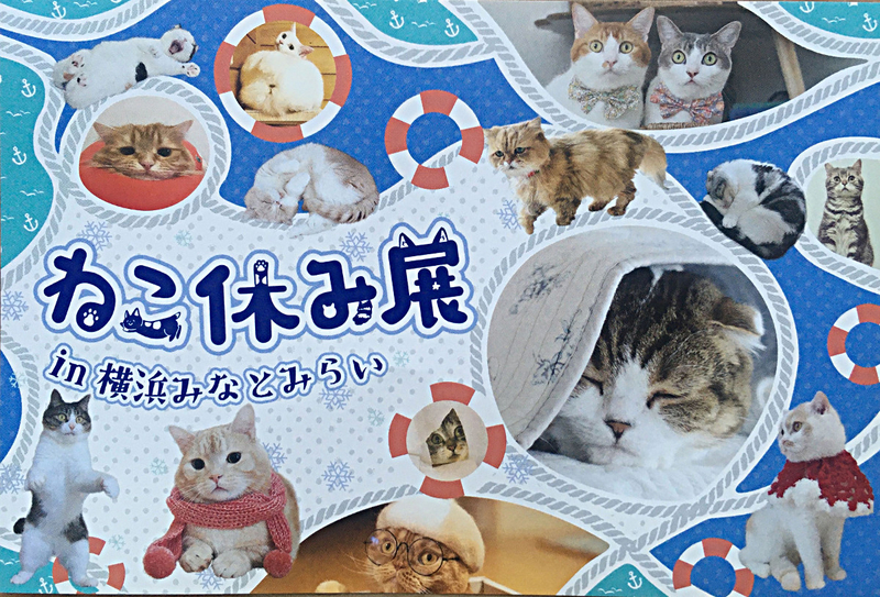 [みなとみらい][ねこ]