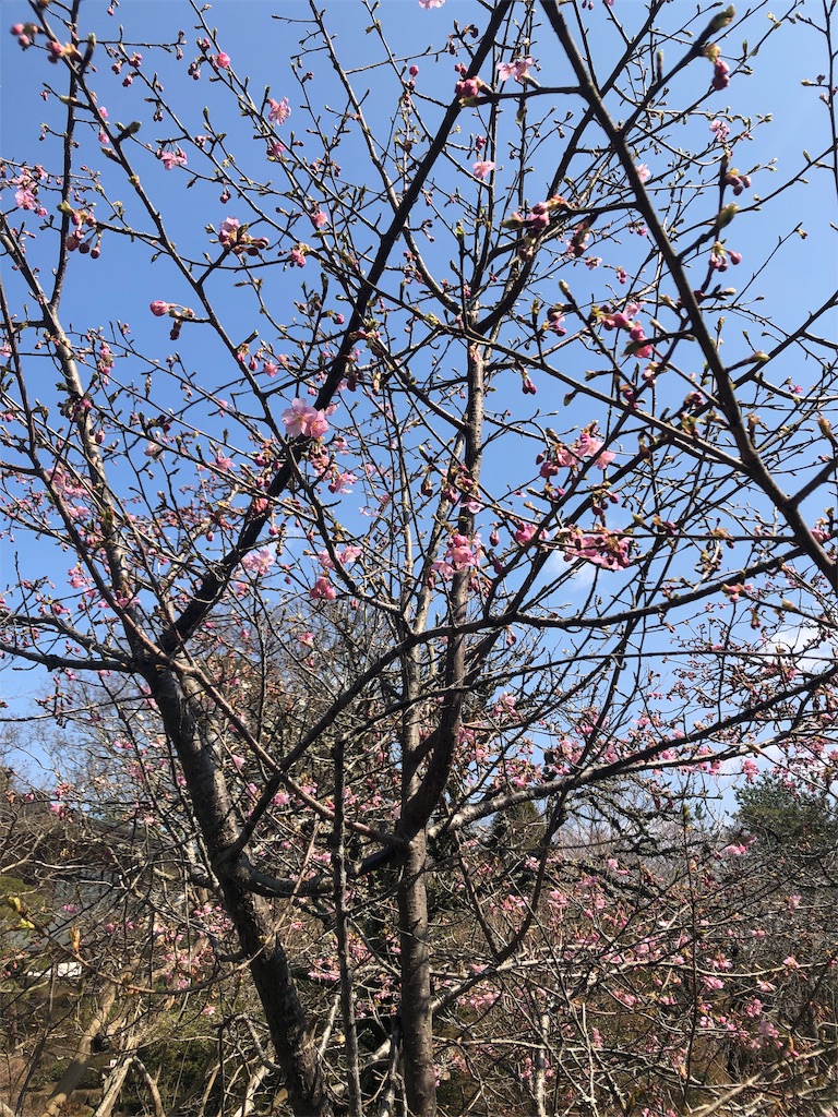 f:id:ca-san_diary:20190311054519j:image