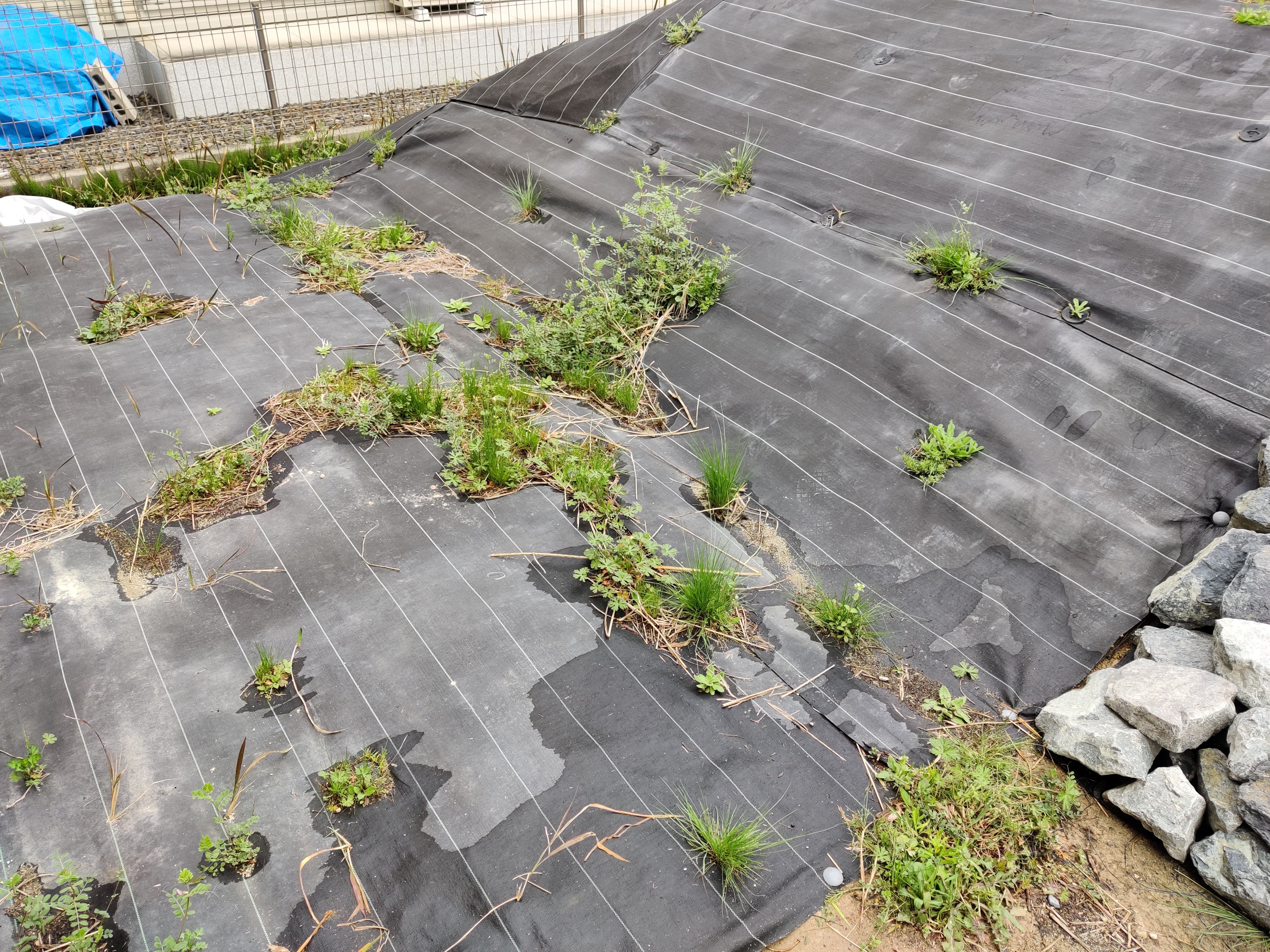 f:id:ca1601227:20200328115615j:plain