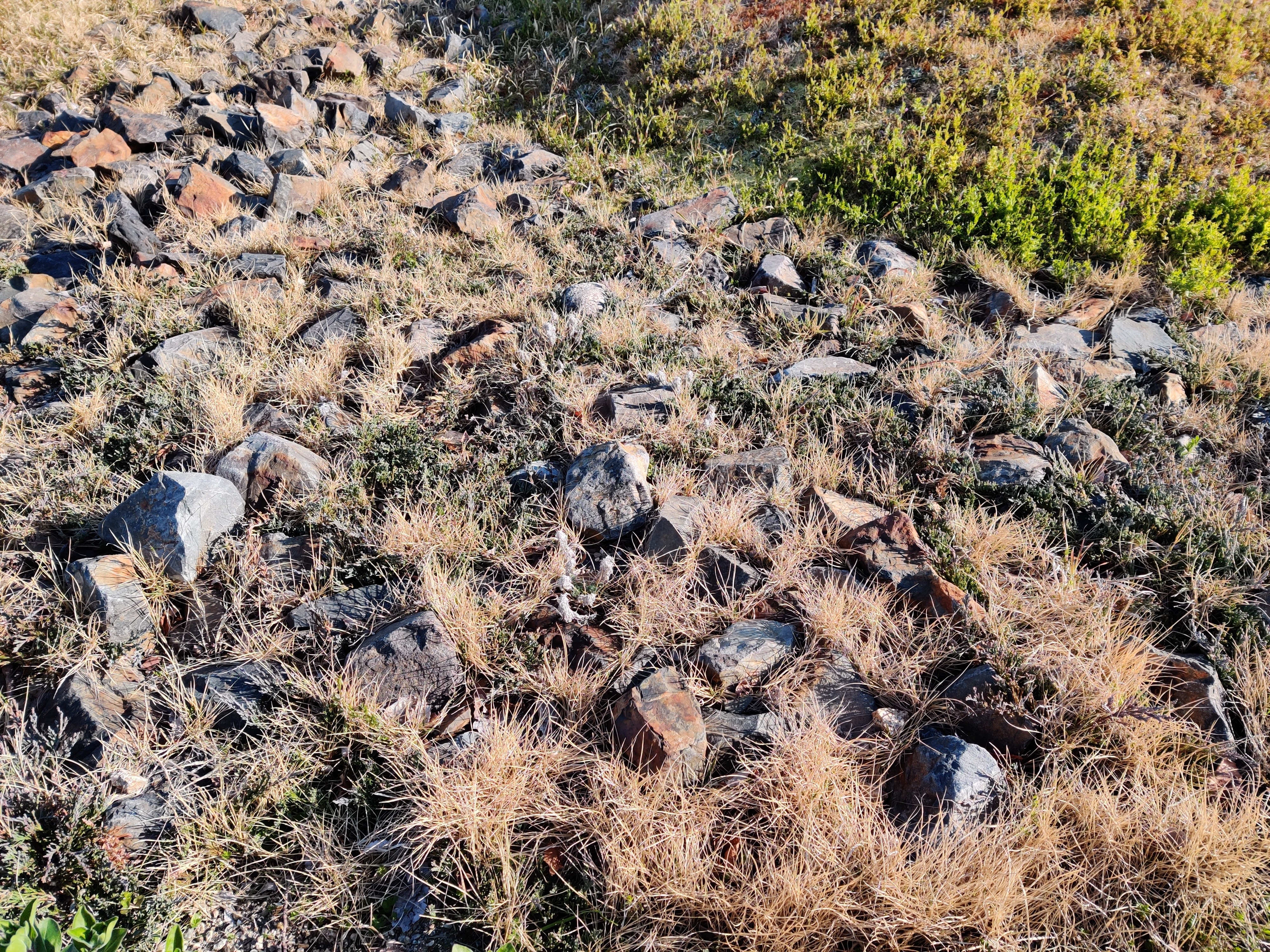 f:id:ca1601227:20200328120152j:plain