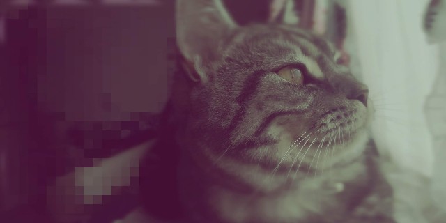 f:id:caaatteey-0815:20190815163446j:image