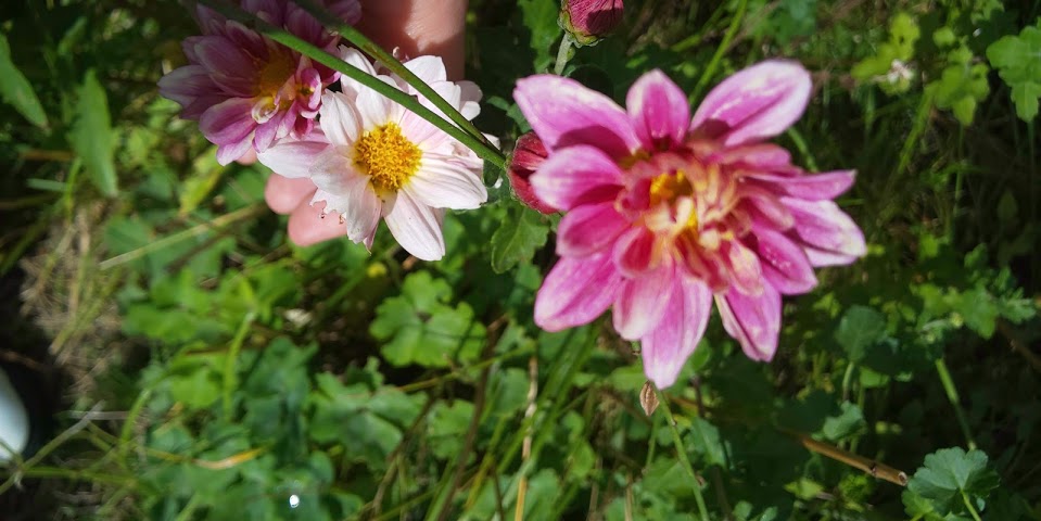 f:id:caaatteey-0815:20200919183259j:plain f:id:caaatteey-0815:20200919183259j:plain