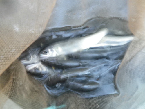 f:id:cablefisfa:20100113091547j:image