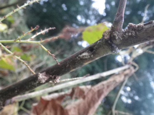 f:id:cablefisfa:20100123084254j:image