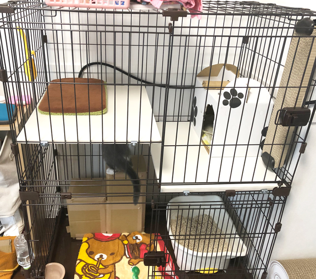 f:id:cacaoma:20190401003033j:plain f:id:cacaoma:20190401003033j:plain