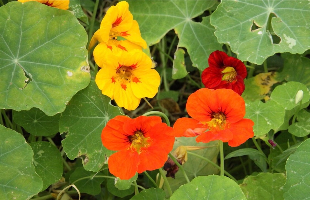 f:id:cacaoman:20190829193744j:image