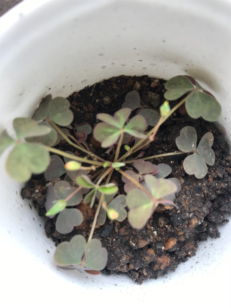 f:id:cacaoman:20190829203607j:image