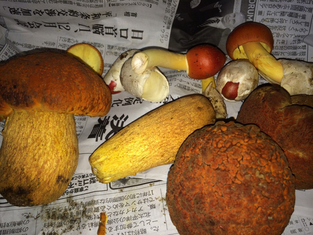 f:id:cacciatori:20160906111712j:plain