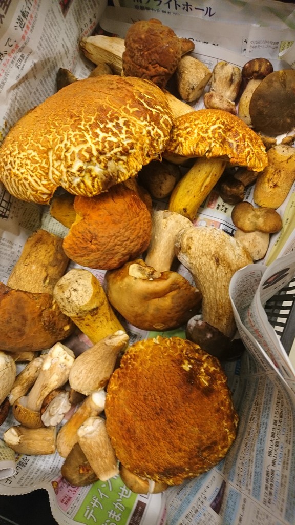 f:id:cacciatori:20180903180250j:plain