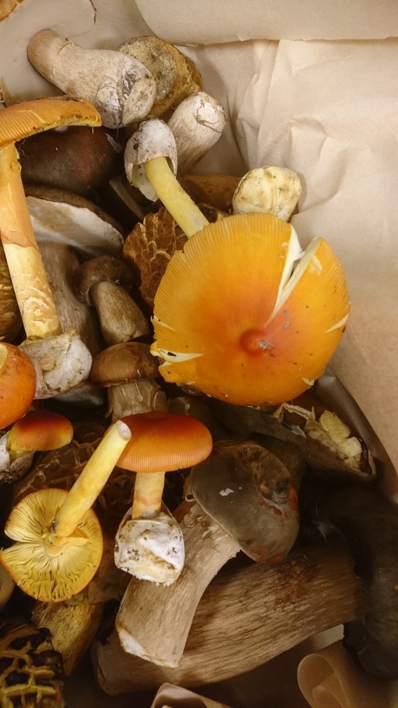 f:id:cacciatori:20180911122449j:plain f:id:cacciatori:20180911122449j:plain