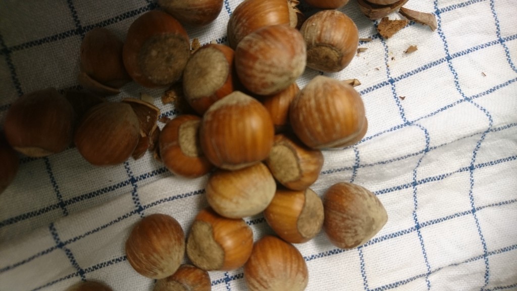 f:id:cacciatori:20181207183404j:plain