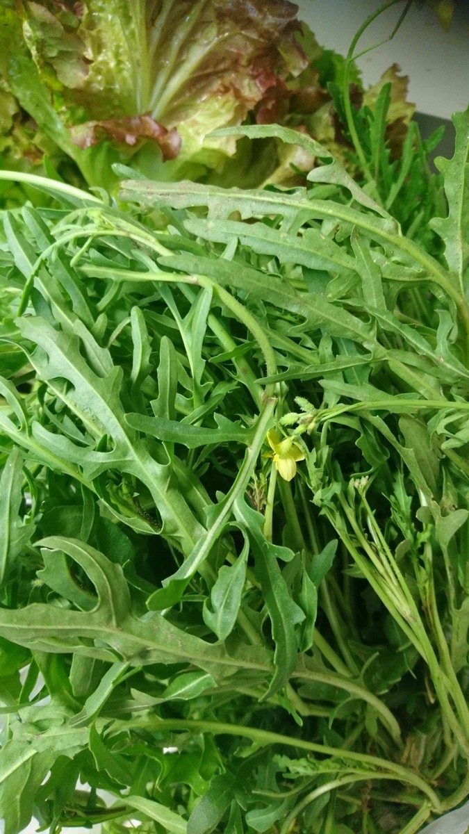 f:id:cacciatori:20190531135313j:plain
