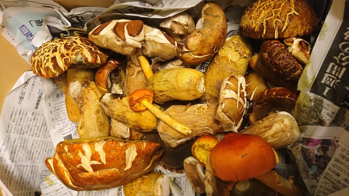 f:id:cacciatori:20190906150214j:plain