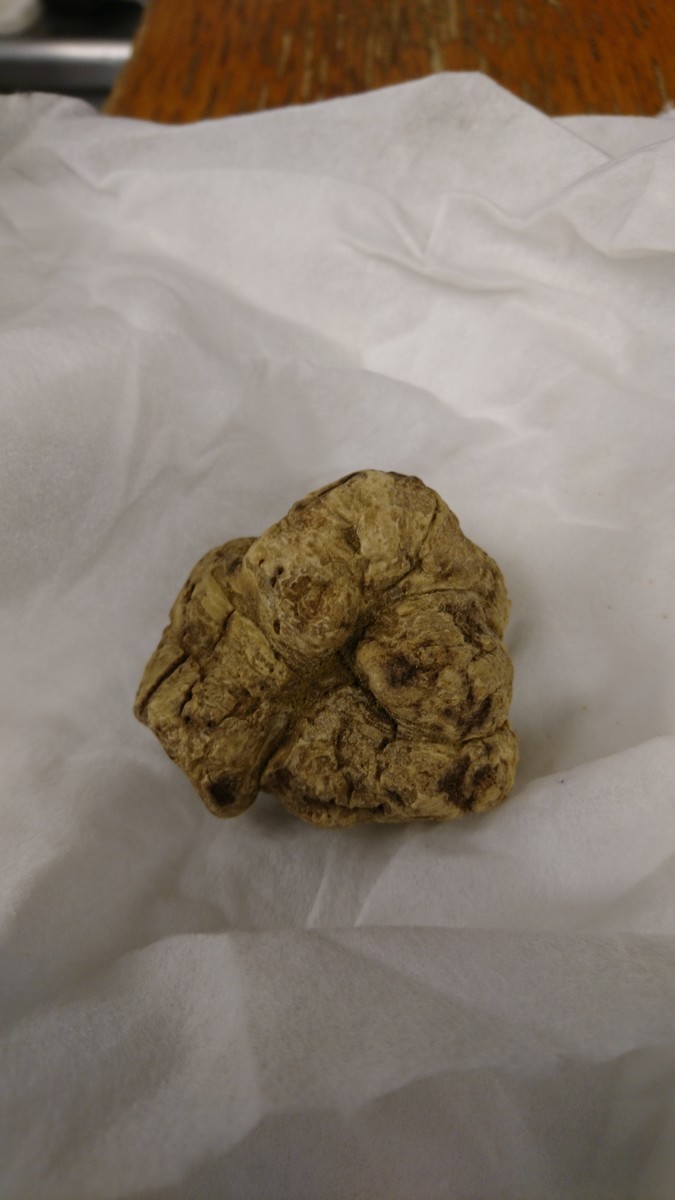 f:id:cacciatori:20191018152319j:plain