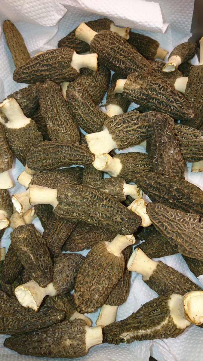 f:id:cacciatori:20200301195904j:plain