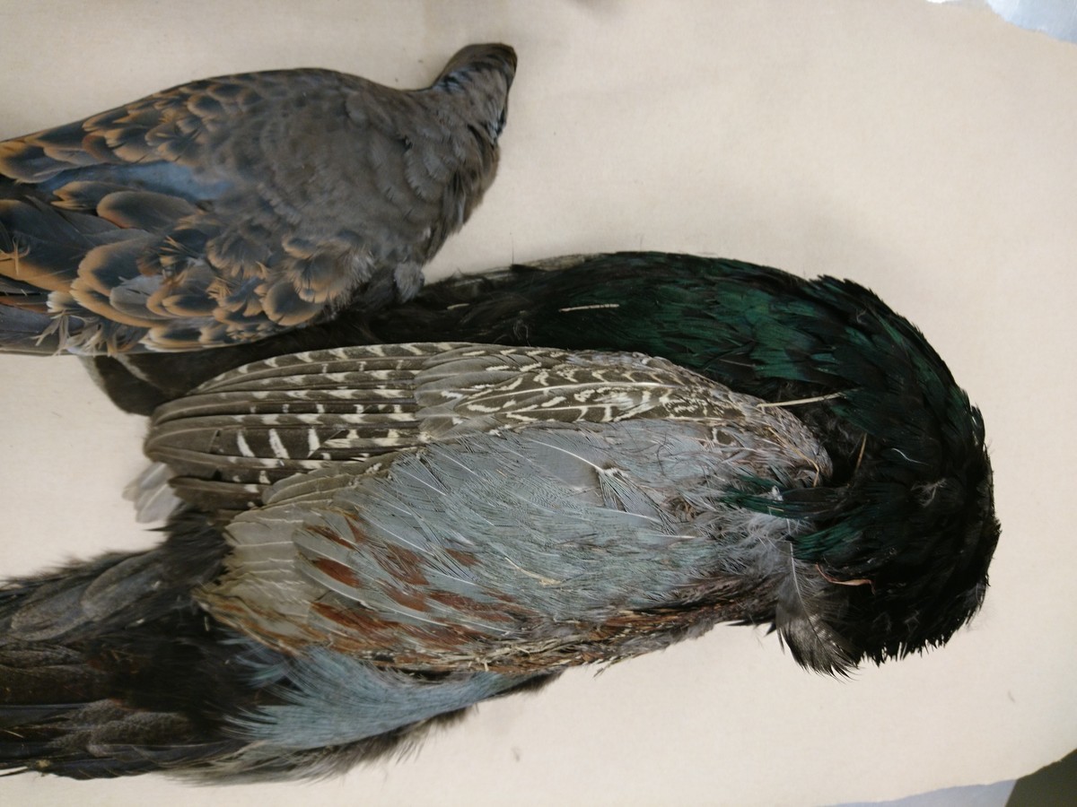 f:id:cacciatori:20210420110455j:plain