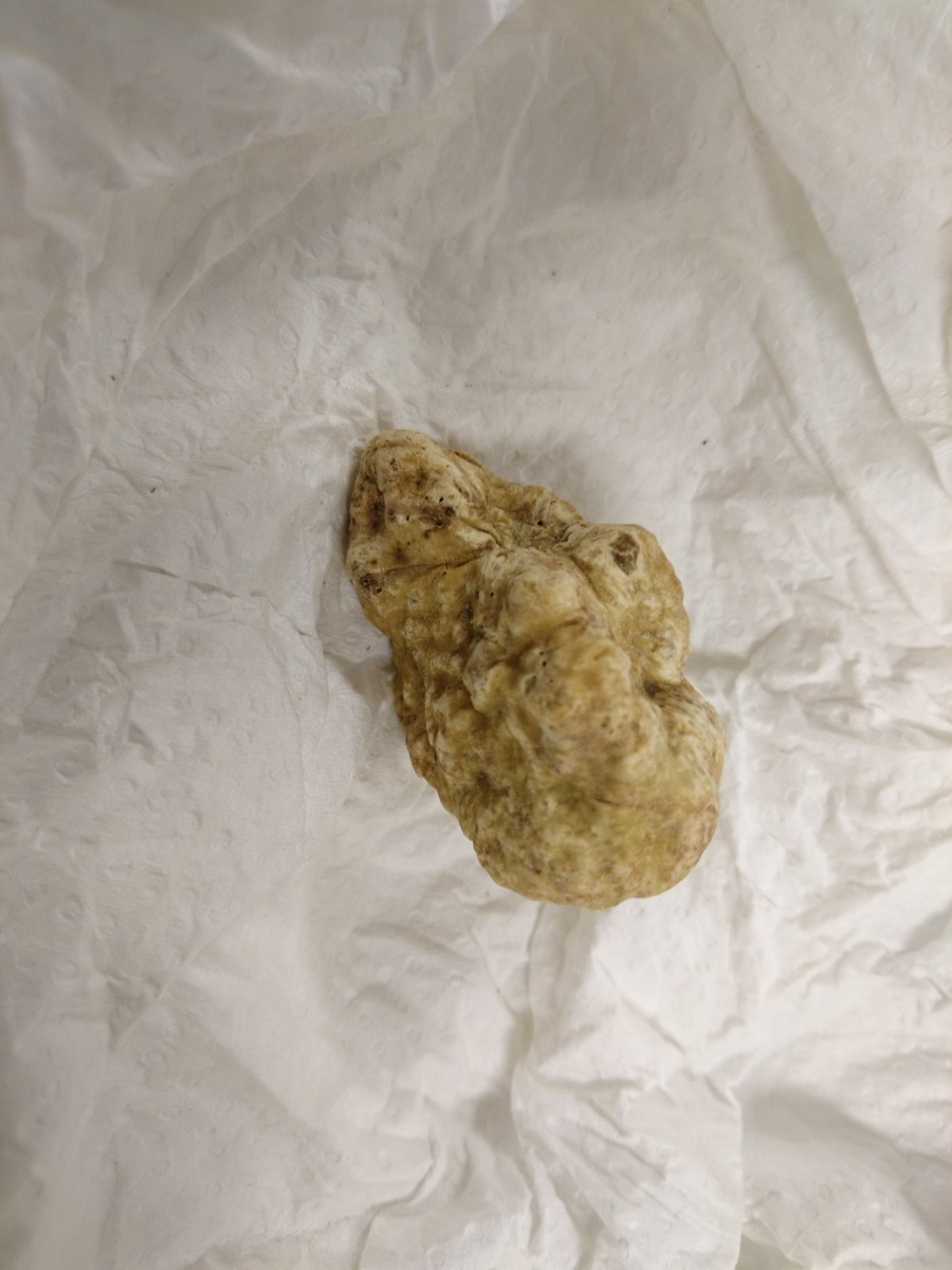 f:id:cacciatori:20211016133126j:plain