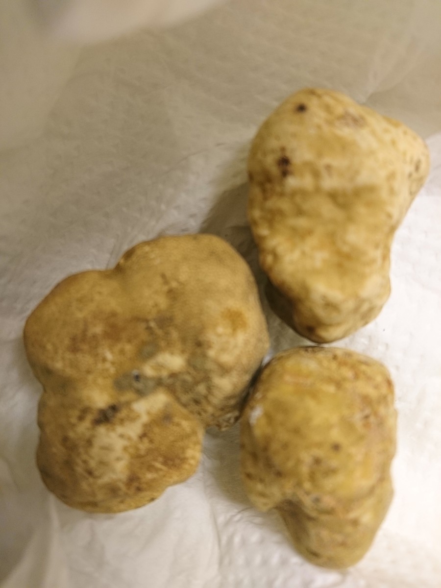 f:id:cacciatori:20211030055741j:plain