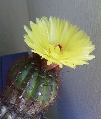 f:id:cacti:20120714093649j:image:w300