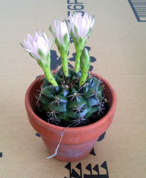 f:id:cacti:20120714093651j:image:w300