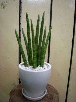 f:id:cacti:20120717083222j:image