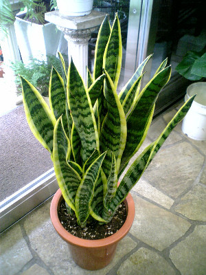 f:id:cacti:20120717083223j:image